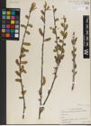 Foto von Salix irrorata Andersson